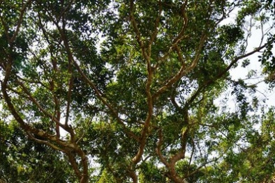 Cây đa di sản tọa lạc trên núi Sơn Trà